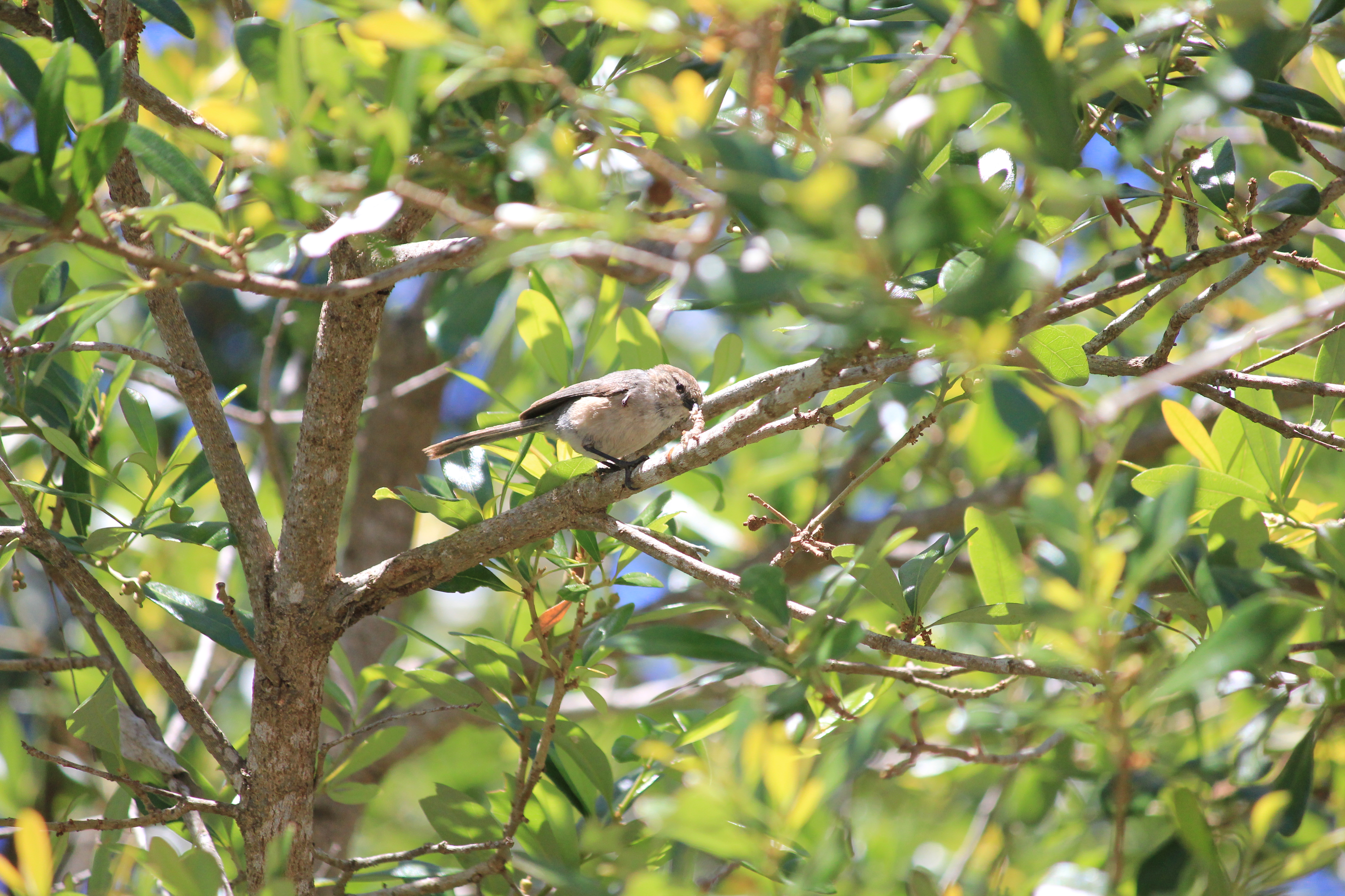 Bushtit in tree