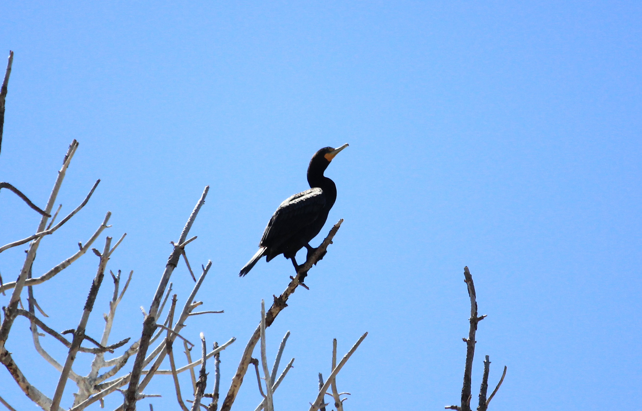 Cormorant in tree