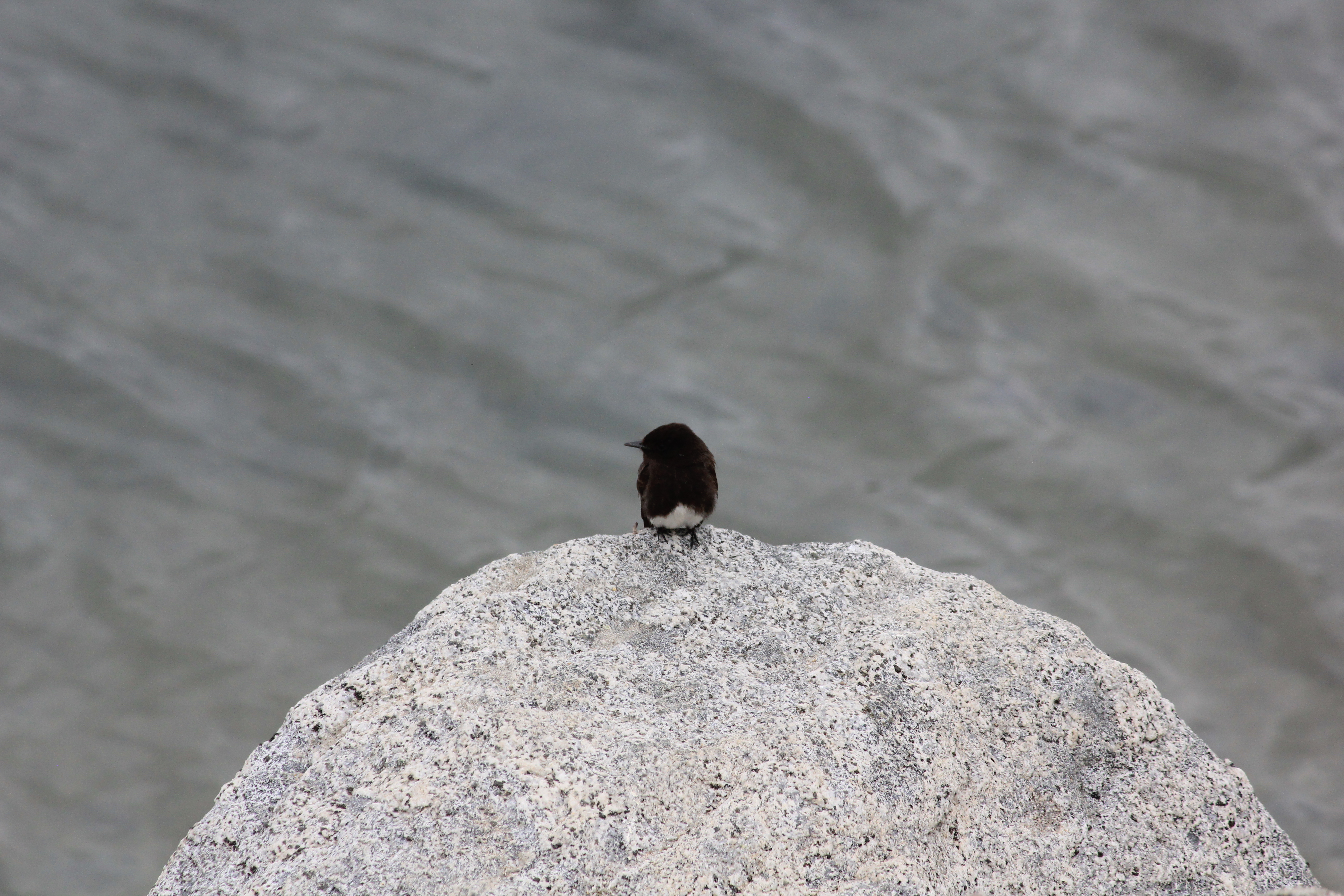 Black pheobe standing