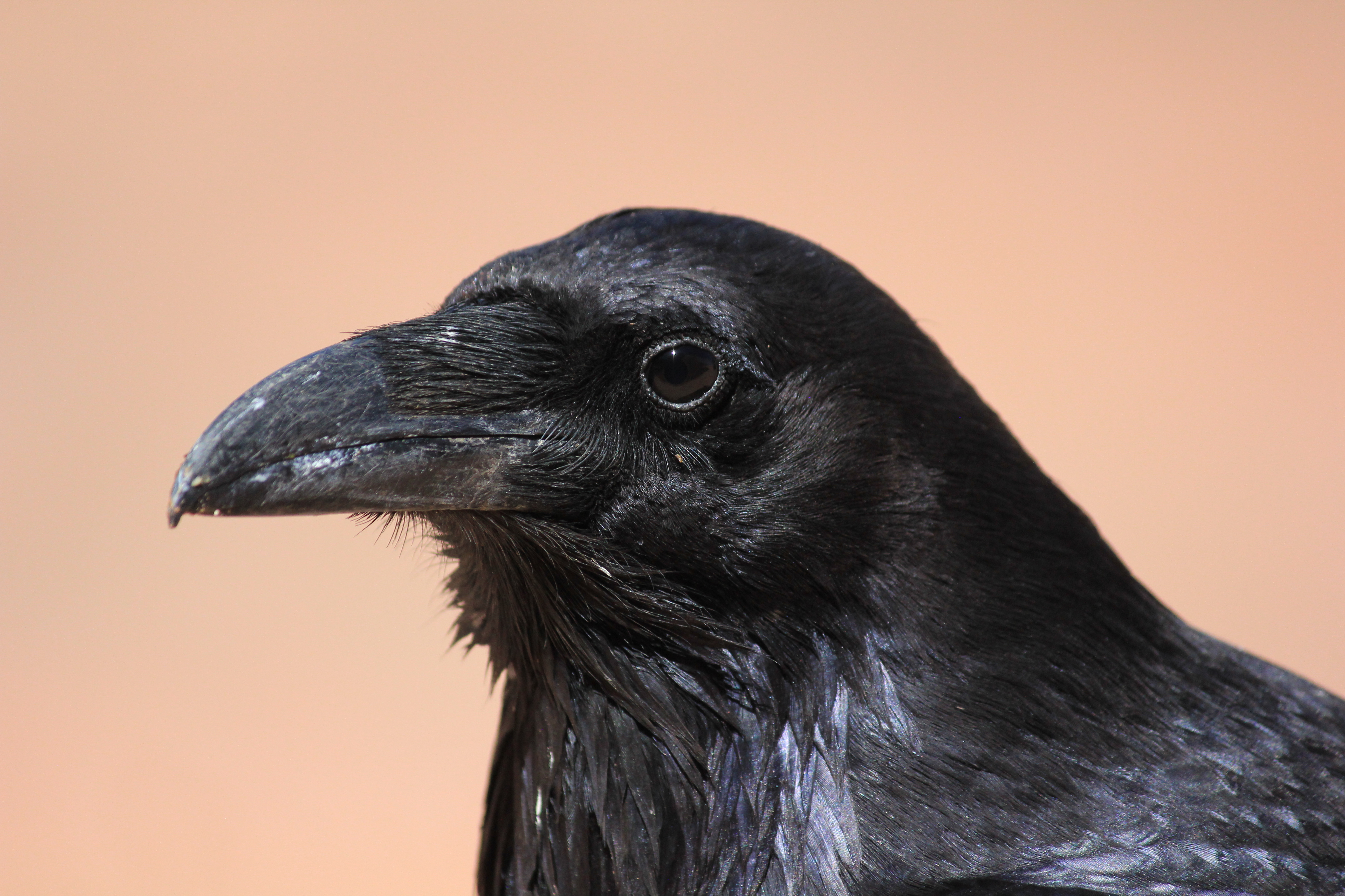 Common raven