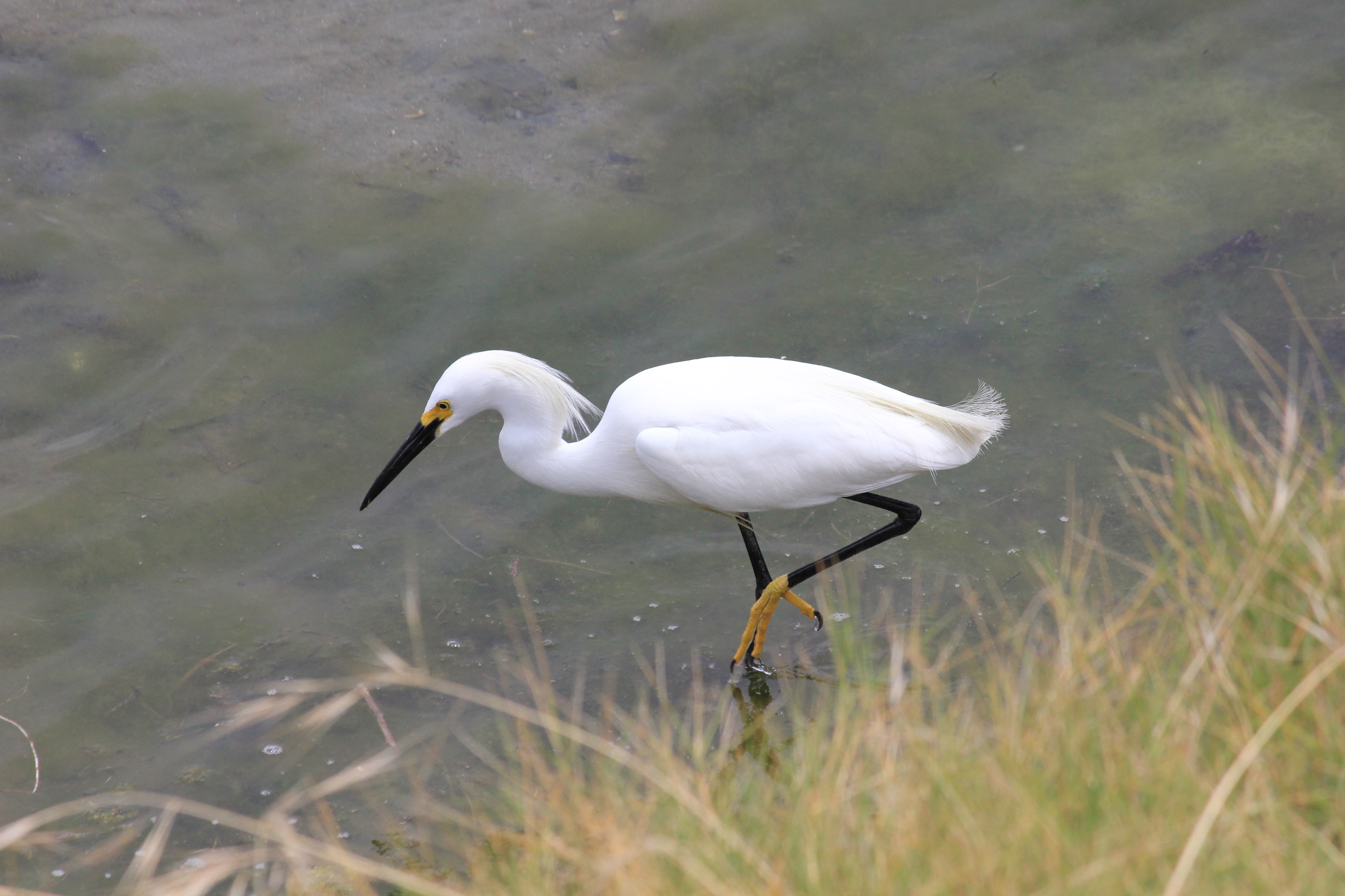 Snowy Egret standing legs bent.