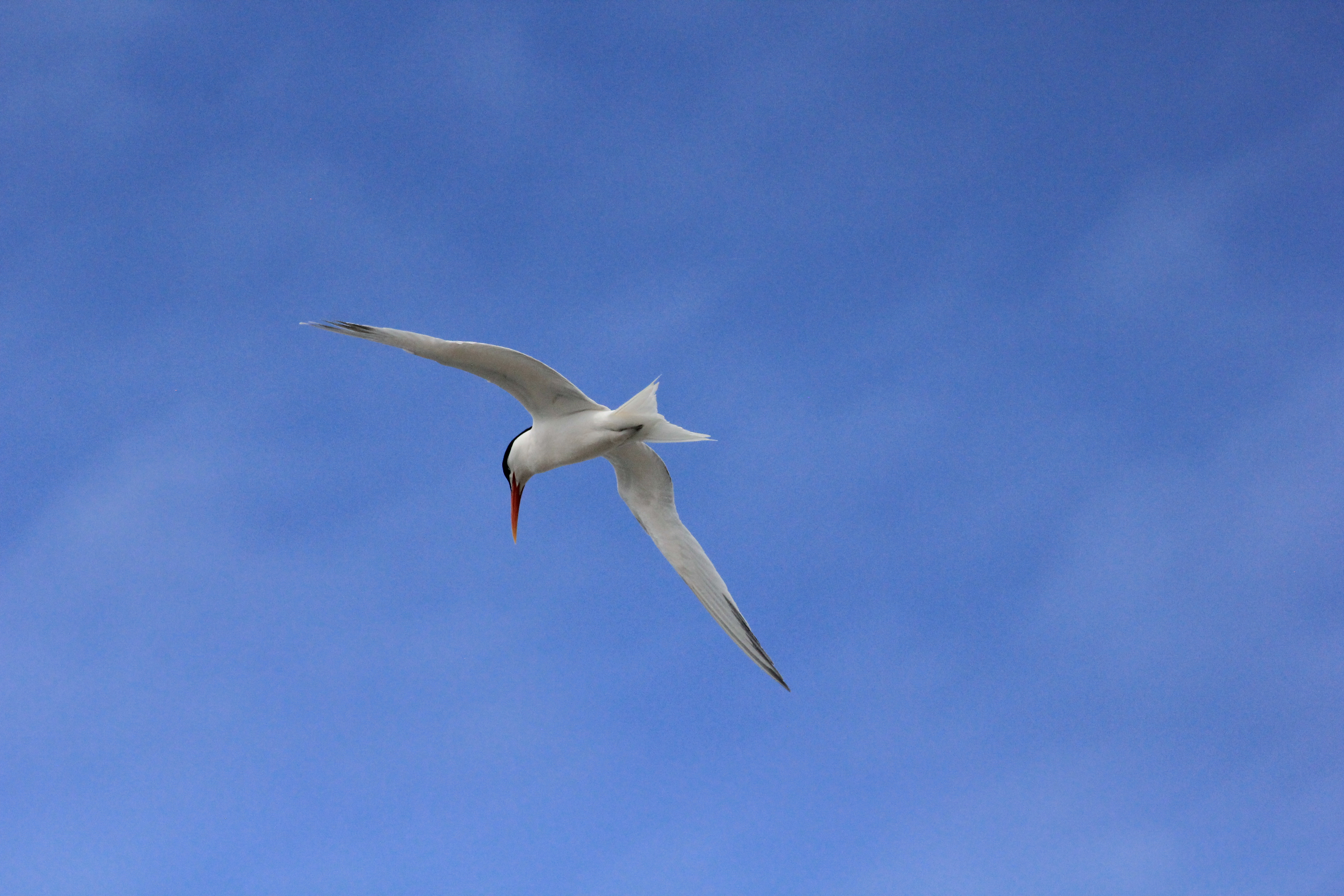 Tern flying